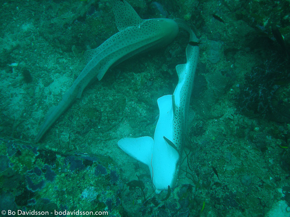BD-070401-Similan-4010964-Stegostoma-fasciatum-(Hermann.-1783)-[Zebra-shark.-Sebrahaj].jpg